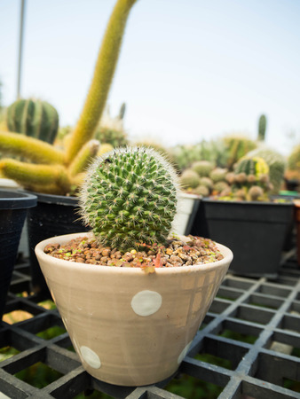 Cactus in potの写真素材