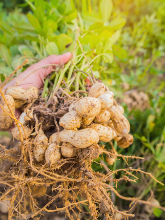 fresh peanuts plants with roots, Peanutの写真素材
