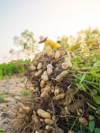 farmer harvest peanut on agriculture plantation, Harvest of Plants, fresh peanuts plants with roots.の写真素材