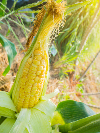Closeup corn on the stalk in the corn field