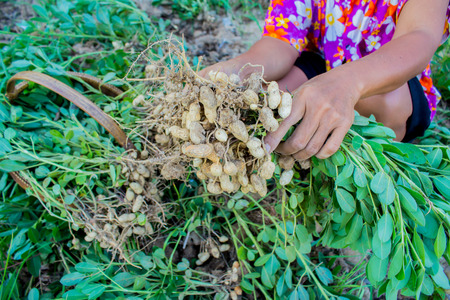 farmer harvest peanut on agriculture plantation, fresh peanutの写真素材