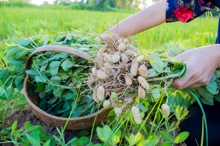 farmer harvest peanut on agriculture plantation, fresh peanutの写真素材