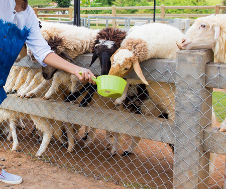 farm Group of sheep in farm.Sheep farm outdoorの写真素材