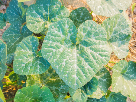 shape of pumpkin leafの写真素材
