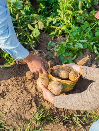 Woman working in garden, harvesting eco potatoesの写真素材