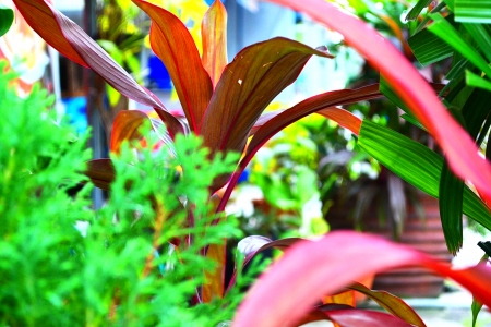 Ornamental plants red leaf 