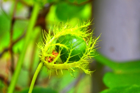 Amga the Green Party a hurry の写真素材