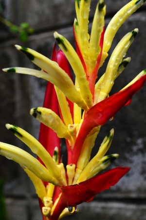 Flowers yellow, red cabbageの写真素材