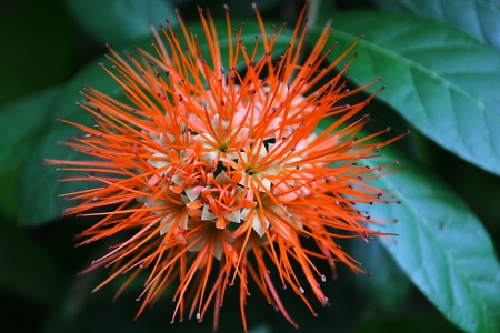  Red flowers like rambutan flowers の写真素材