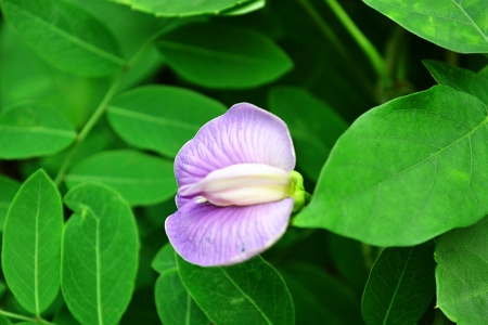 Single light purple flowers の写真素材