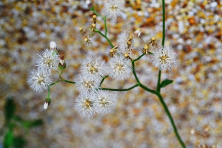 Flowers small, round fluffy の写真素材