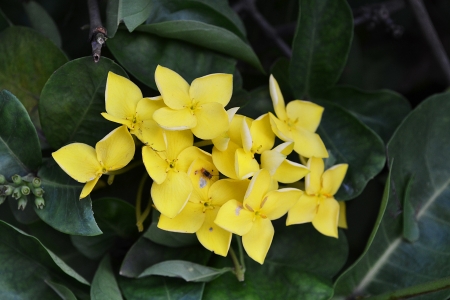 Yellow flower spike の写真素材