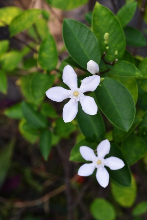 white small flower の写真素材