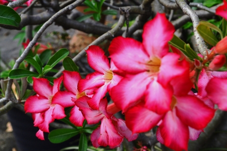 A bouquet of fresh pink flowers の写真素材
