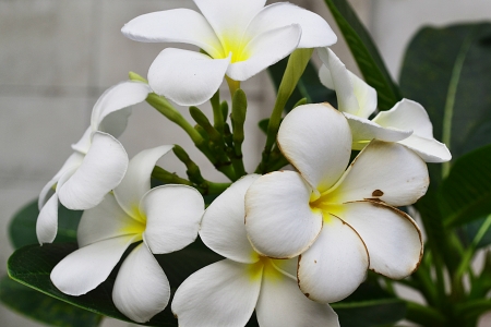 Flowers are white の写真素材