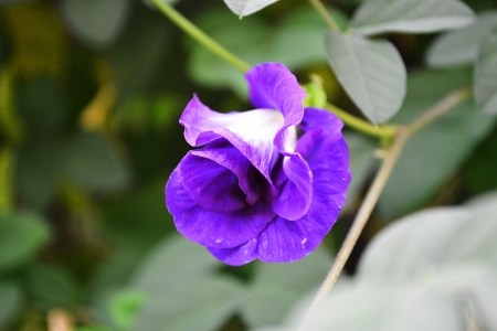 I relocated with purple highlights の写真素材
