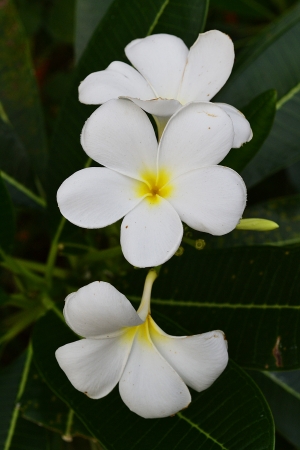 Plumeria White の写真素材