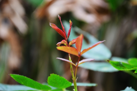 small red treeの写真素材