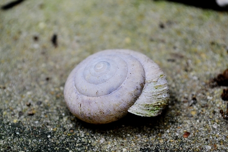 shell whiteの写真素材