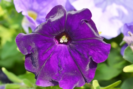 purple flowersの写真素材