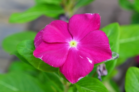A dash of dark pink flowersの写真素材