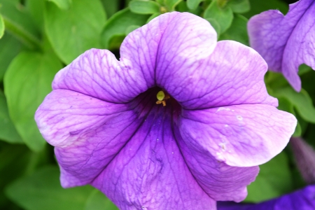 Big hurry purple flowers の写真素材