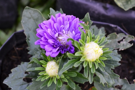 A dash of fresh purple flowersの写真素材