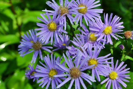 Purple flowers dispersionの写真素材