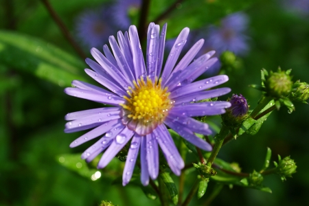 Purple flower dispersionの写真素材