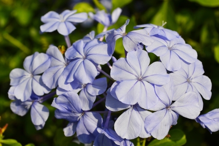 I have a purple flower の写真素材