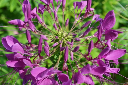Distribution and a dash of purple flowers の写真素材