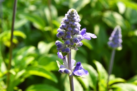 Small bouquet of purpleの写真素材