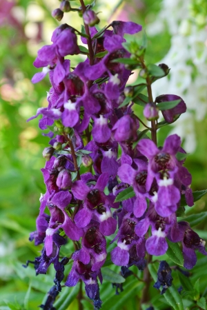 Bouquet of dark purpleの写真素材