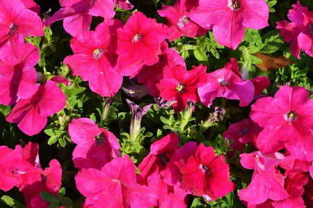 Group of dark pink flowersの写真素材