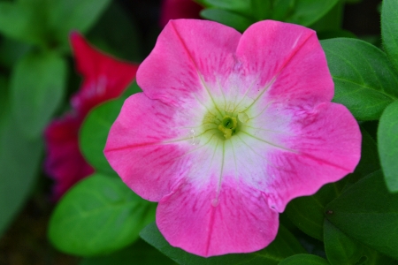 Bright pink and whiteの写真素材