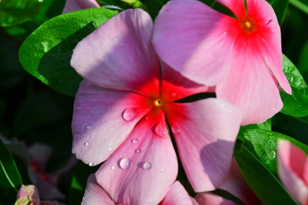 Pink flowers Phangphuaiの写真素材