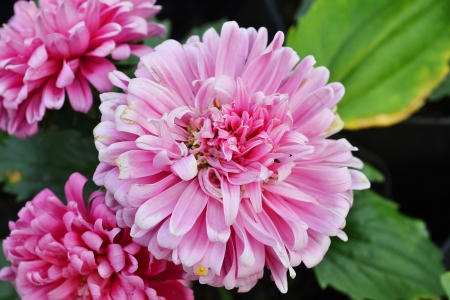 Pink flower blossoms a hurry multiple layers の写真素材
