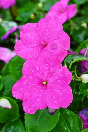 Four looked bright flowers condensation の写真素材