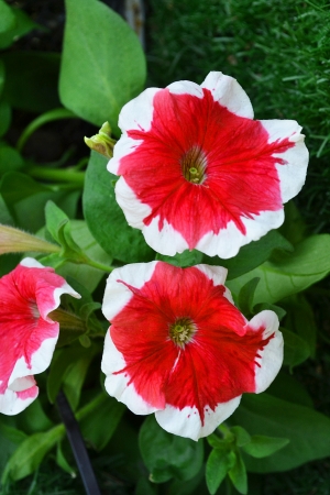 Red and white flowerの写真素材