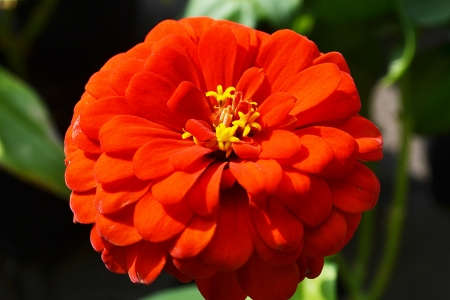 A dash of red-orange flowers stacked の写真素材