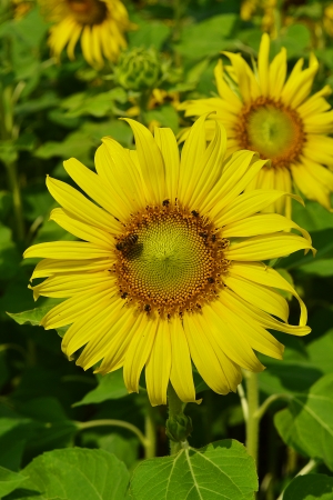 Many large sunflower yellow flowers の写真素材