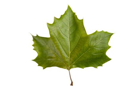 Single maple leaf isolated on a white bakgroundの写真素材