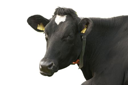 funny cow looking into the cameraの写真素材