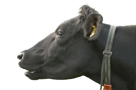 funny cowの写真素材