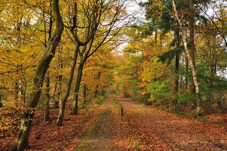 cycle path with autumn colorsの写真素材