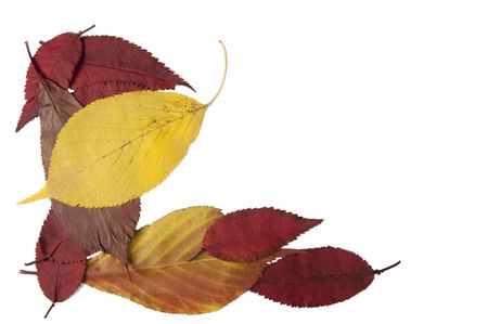 Autumn leafs isolated on a white backgroundの写真素材