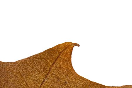 Autumn leaf isolated on a white backgroundの写真素材