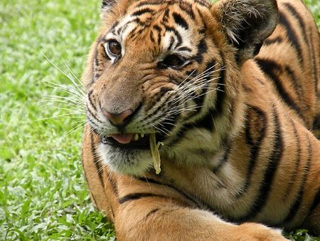 tigerの写真素材