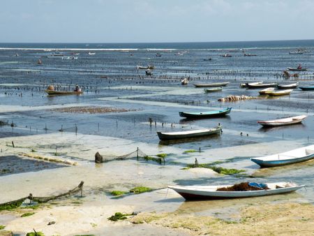 Algae farmingの写真素材