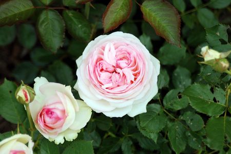roseの写真素材